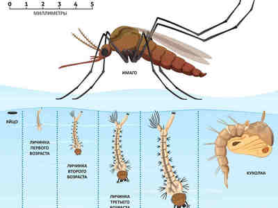 То есть и яйца в воде, и вылупившиеся из яиц личинки, и сформировавшиеся куколки — все находятся в воде, но поскольку все-таки они в воде не приспособлены дышать, у них есть специальная дыхательная трубка, которую они выпускают на поверхность, чтобы дышать атмосферным воздухом.