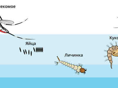 Кладка яиц у комаров достаточно большая и как правило содержит около 150 яиц.