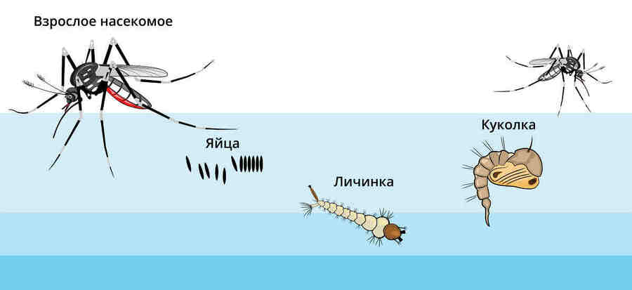 Кладка яиц у комаров достаточно большая и как правило содержит около 150 яиц.