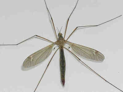 Жужжальца напоминает небольшую булаву и используется этими животными в качестве своеобразных гироскопов, без них потеряется возможность к полёту. На фото комара-долгоножки они видны особенно хорошо.