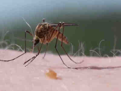 Комар, как правило, небольшой, у него тонкое тело, у него есть хоботок, есть усики и  у него есть всего два крыла.