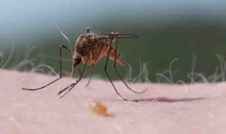 Комар, как правило, небольшой, у него тонкое тело, у него есть хоботок, есть усики и  у него есть всего два крыла.