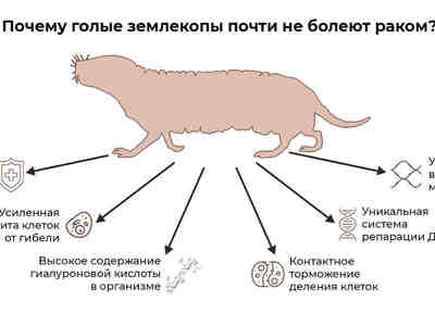 Но самое удивительное, что делает землекопов «сверхживотными» — это то, что они живут гораздо дольше, чем другие животные таких же размеров (дольше в ДЕСЯТЬ раз, чем мыши) и то, что они практически не болеют раком (раньше считалось, что ВООБЩЕ не болеют).