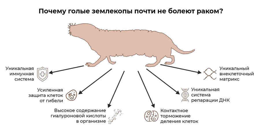 Но самое удивительное, что делает землекопов «сверхживотными» — это то, что они живут гораздо дольше, чем другие животные таких же размеров (дольше в ДЕСЯТЬ раз, чем мыши) и то, что они практически не болеют раком (раньше считалось, что ВООБЩЕ не болеют).