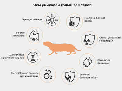 Голые землекопы стали объектом изучения не только для понимания адаптаций к подземной жизни, но также для исследований в области биологии старения и онкологии. Они обладают удивительным долголетием и высокой устойчивостью к развитию рака, что привлекает интерес исследователей в поиске механизмов, связанных с этими явлениями.