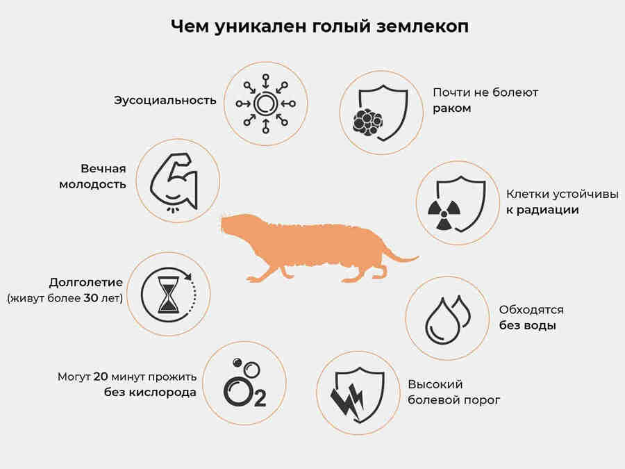 Голые землекопы стали объектом изучения не только для понимания адаптаций к подземной жизни, но также для исследований в области биологии старения и онкологии. Они обладают удивительным долголетием и высокой устойчивостью к развитию рака, что привлекает интерес исследователей в поиске механизмов, связанных с этими явлениями.