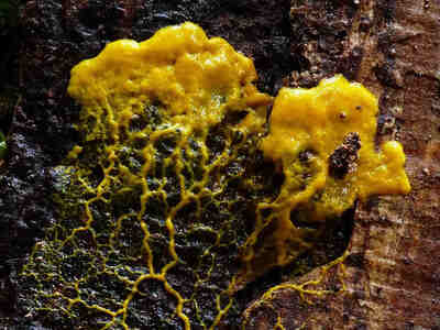 Их называли то грибными животными, то слизевыми грибами или даже амебоидными организмами. В реальности же их нельзя отнести ни к одному из самых известных царств.