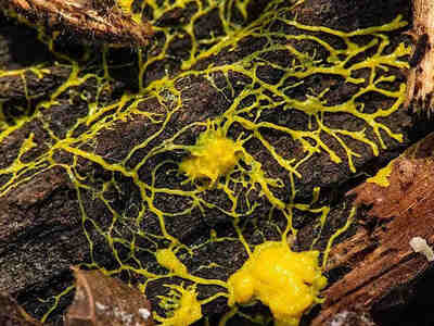 Слизевики могут быть разного цвета в зависимости от вида, но чаще всего они бывают белыми, розовыми, желтыми, иногда кремовыми, редко бывают черными, или, например какого-то фиолетового цвета.