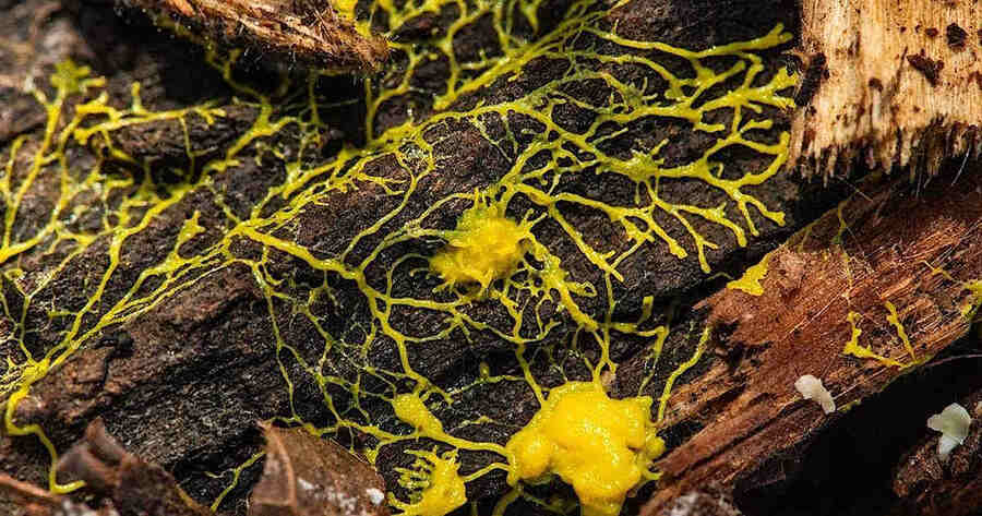 Слизевики могут быть разного цвета в зависимости от вида, но чаще всего они бывают белыми, розовыми, желтыми, иногда кремовыми, редко бывают черными, или, например какого-то фиолетового цвета.