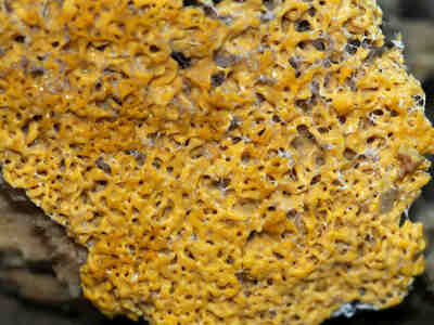 Кроме того плазмодий двигается в сторону пищи.