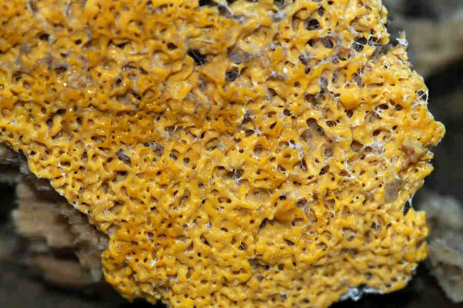 Кроме того плазмодий двигается в сторону пищи.