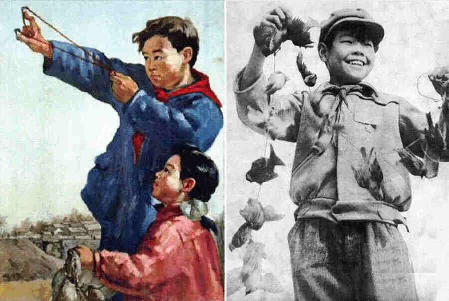 Машина китайской пропаганды работала на полную мощь. Национальным героем стал шестнадцатилетний мальчик, который голыми руками задушил 20 000 воробьев.