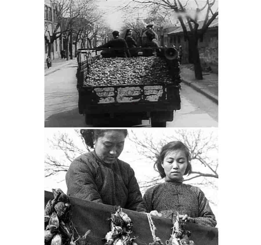 Сегодня невозможно без ужаса смотреть кадры китайской хроники, когда по улице едет грузовик, переполненный мёртвыми птицами.