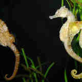 Морские коньки