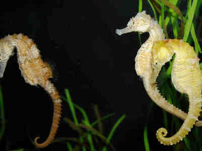 Необычная форма тела конька напоминает шахматную фигурку коня.