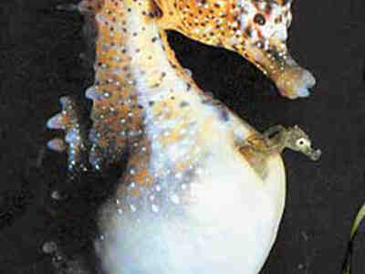 Беременный отец