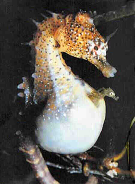 Беременный отец