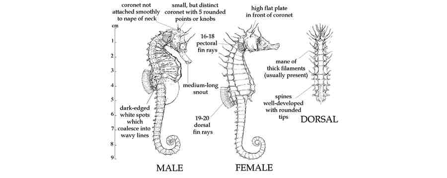 Анатомия морских коньков