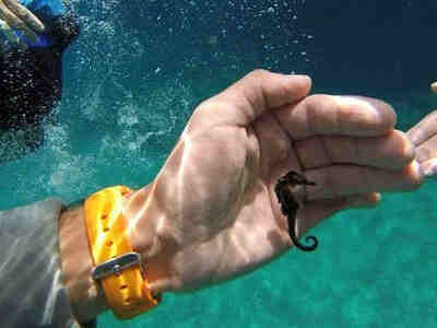 Размеры коньков различны