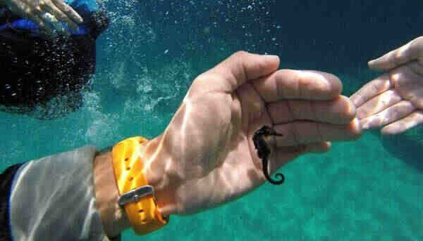 Размеры коньков различны