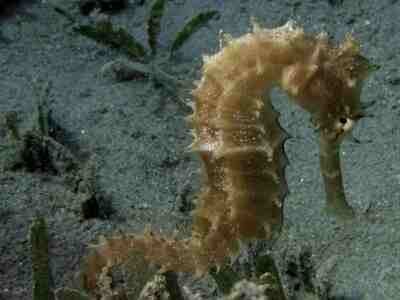 Морской конёк