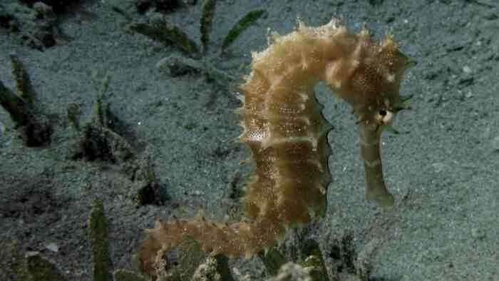 Морской конёк