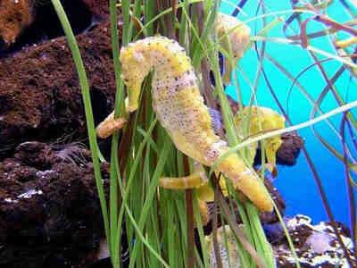 Морские коньки - хищники