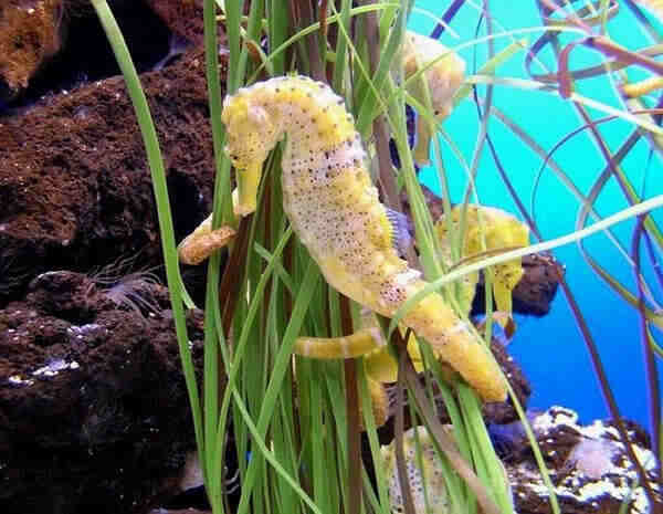 Морские коньки - хищники