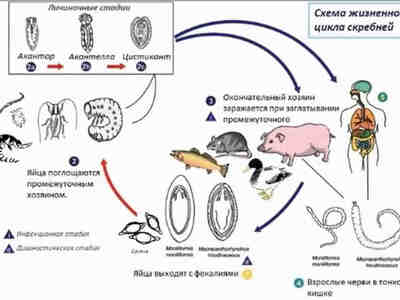 Жизненный цикл