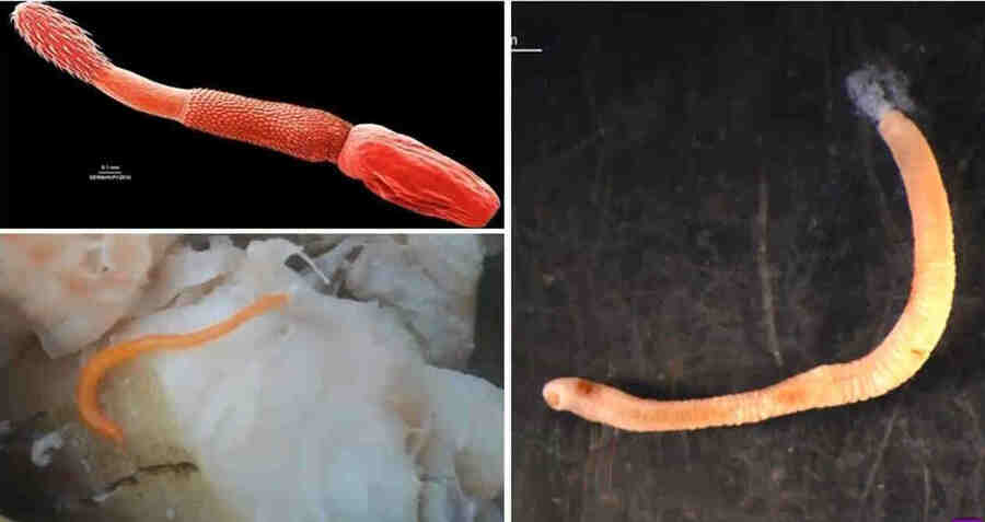 Примеры скребней