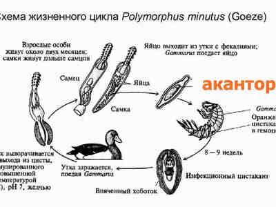 Схема развития личинки - акантора