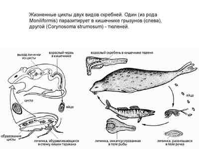 Примеры паразитизма
