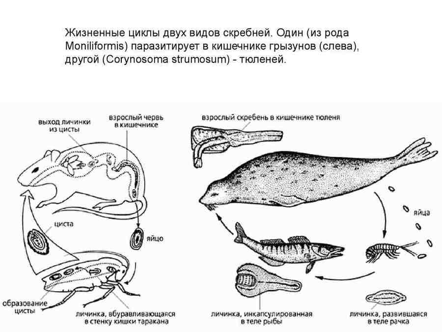Примеры паразитизма