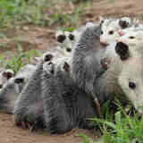 Сумчатые животные