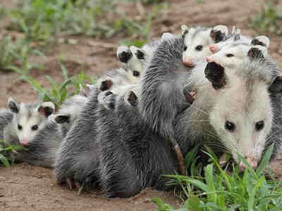 Сумчатые животные вынашивают детёныша в сумке. Рождаются они недоношенными, а далее сами помещаются в утробе матери, где растут и развиваются.