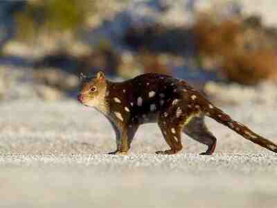 Пятнистая сумчатая куница