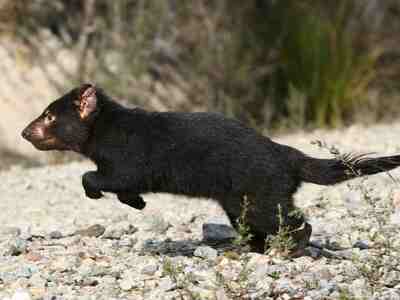 Тасманский дьявол