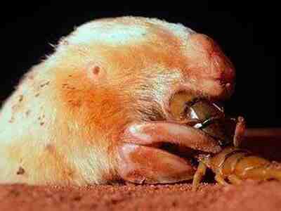 Сумчатый крот