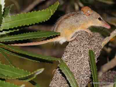 Поссум-медоед