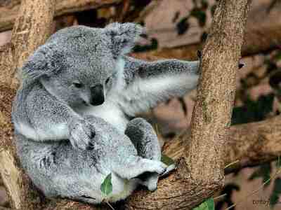 Коала