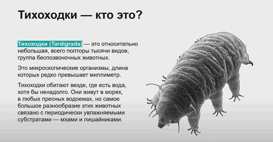 Они живут в самых различных средах, от морских глубин до горных вершин, и могут переносить условия, которые были бы смертельны для большинства других форм жизни.