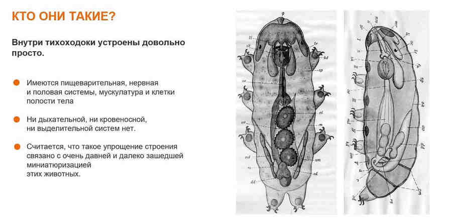 Тихоходки имеют цилиндрическое тело длиной от 0,3 до 1,5 мм, состоящее из сегментов, каждый из которых несет пару ножек с когтями.