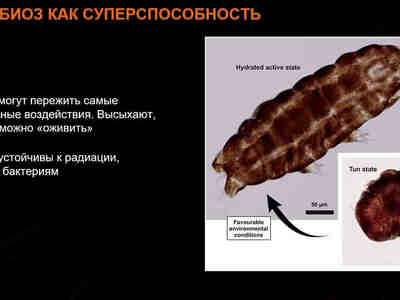 Одной из самых известных характеристик тихоходок является их способность к криптобиозу – состоянию, при котором они могут переживать экстремальные условия, такие как сильное обезвоживание, экстремальные температуры и высокую радиацию.