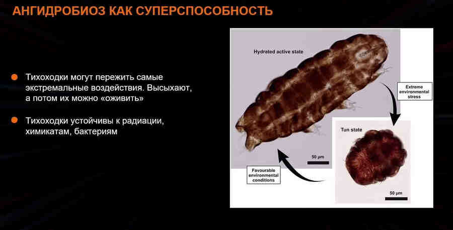 Одной из самых известных характеристик тихоходок является их способность к криптобиозу – состоянию, при котором они могут переживать экстремальные условия, такие как сильное обезвоживание, экстремальные температуры и высокую радиацию.