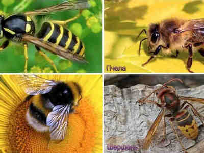 Кто умнее? Кто сильнее? О пчёлах, осах, шмелях и других насекомых отряда перепончатокрылых.