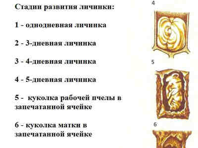 Как развиваются личинки
