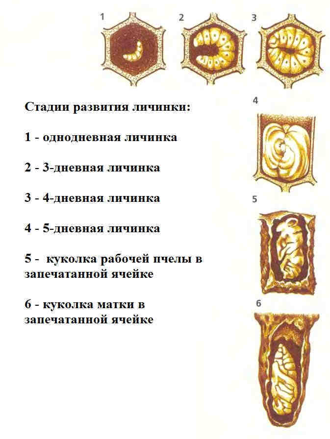 Как развиваются личинки