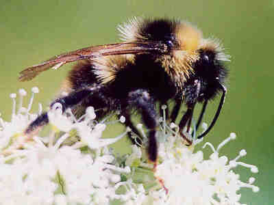 Шмель всегда что-то найдёт!