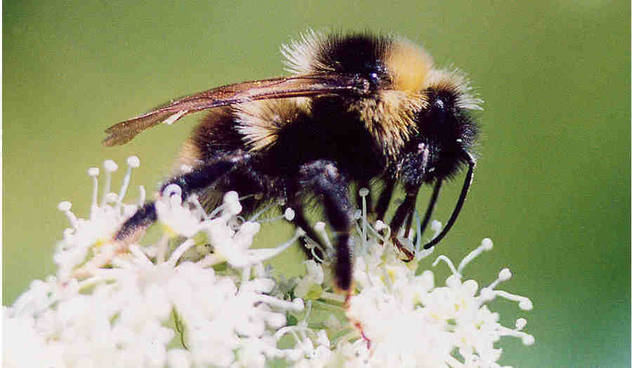 Шмель всегда что-то найдёт!