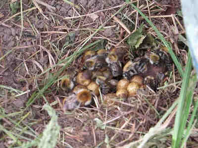 Шмелиное гнездо